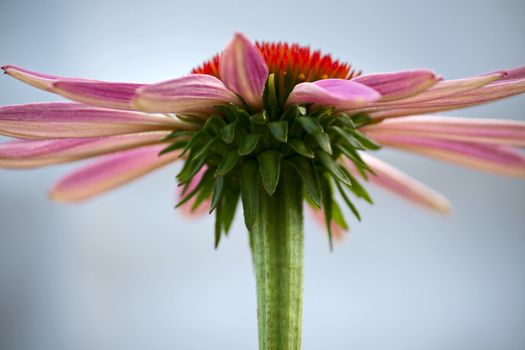 Echinacea   close-up on  light background.