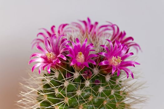 Cactus with flowers  on light  background (Mammillaria).Image with shallow depth of field.