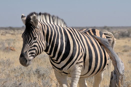 Lonely Zebra in Etosha National Park, Namibia