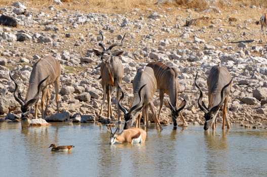 Greater Kudu cow and calves drinking water at Okaukeujo in the Etosha National Park of Namibia