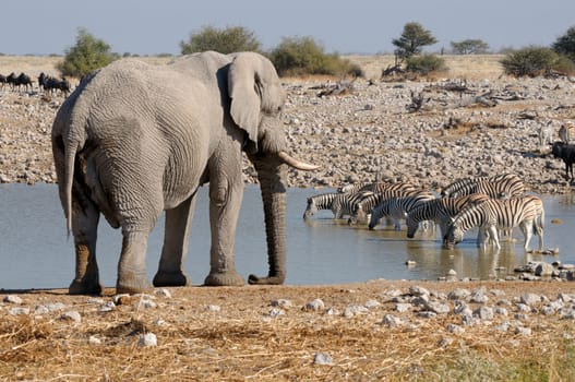 Elephant and zebras at Okaukeujo in the Etosha National Park, Namibia