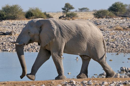 Elephant walking at Okaukeujo in the Etosha National Park, Namibia