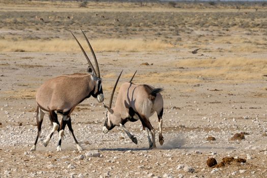 Orix (Gemsbok) fighting, Nebrownii waterhole, Etosha National Park, Namibia