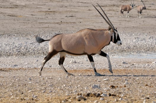 Orix (Gemsbok) running Nebrownii waterhole, Etosha National Park, Namibia