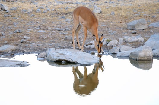 Young, male Impala in the Etosha National Park