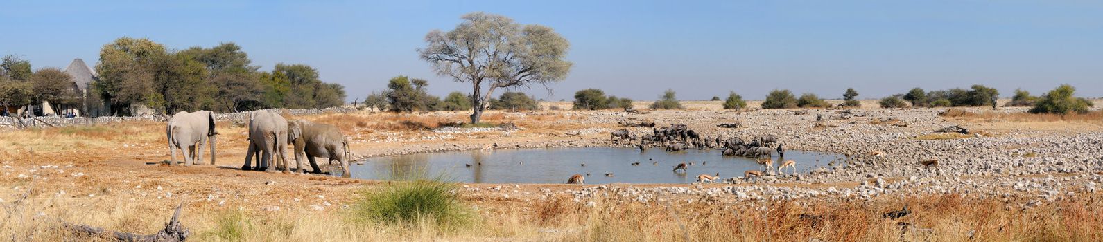 Panorama from four photos of Okaukeujo waterhole, Etosha National Park, Namibia