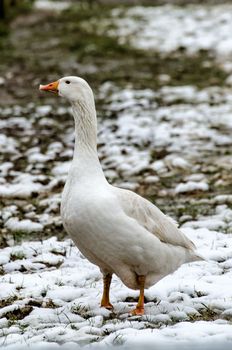 Goose in snow