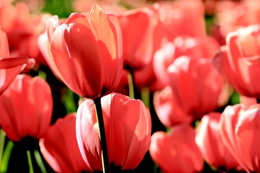 Red tulip at spring on Earth