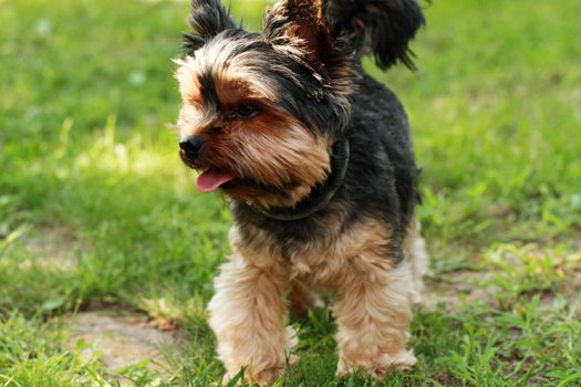 Yorkshire terrier outside on walk