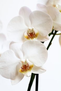 close up of white orchid - phalaenopsis flower