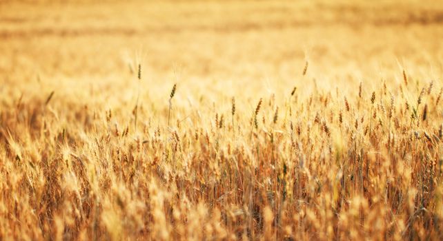 Fields of wheat at the end of summer fully ripe