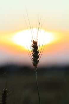 Fields of wheat at the end of summer fully ripe