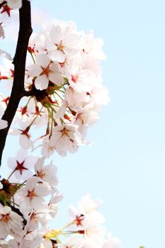 Cherry blossom against a blue background