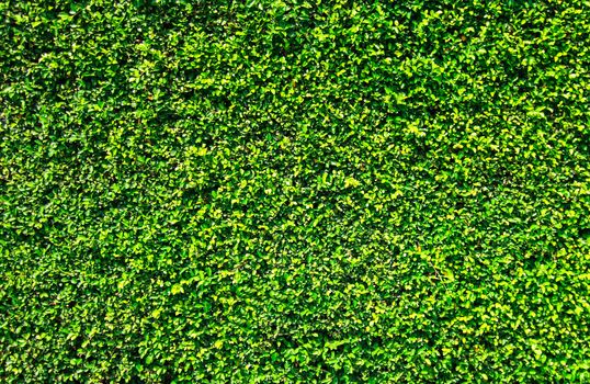 Green leaves wall texture with for background