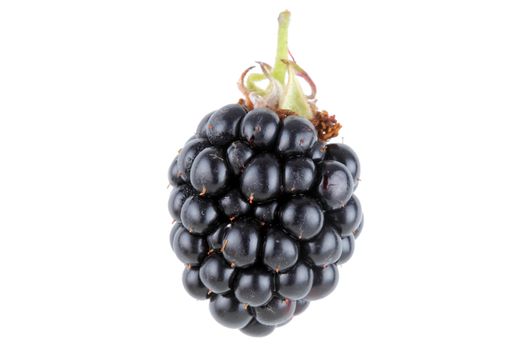 single ripe blackberry against white background