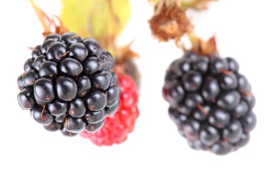 ripe and red blackberries against white background