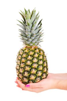 hands holding a pineapple isolated on white background