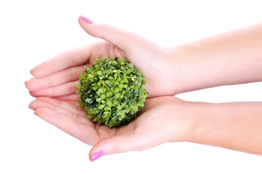 hands holding a plant concept, isolated on white background