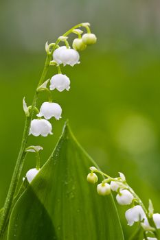 The lilies of the valley, small white flowers, macro