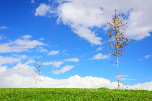 green grass, two little trees and blue sky