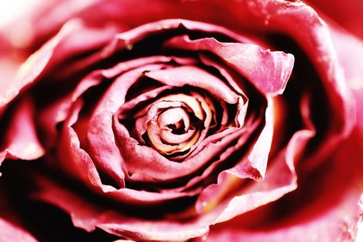 abstract close up shot of a red rose