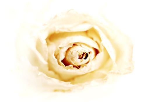 abstract close up shot of a yellow rose