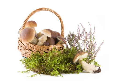 Boletus mushrooms in a wicker basket on green moss isolated on white