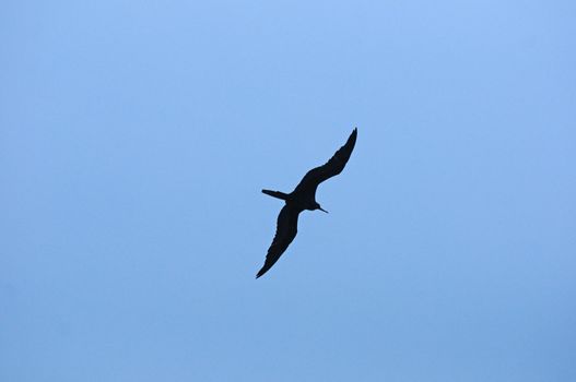 frigate bird against blue sky