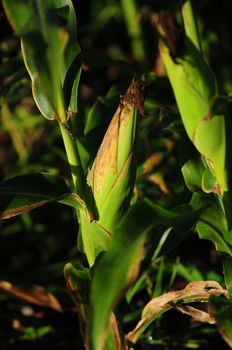 corn stalk on farm