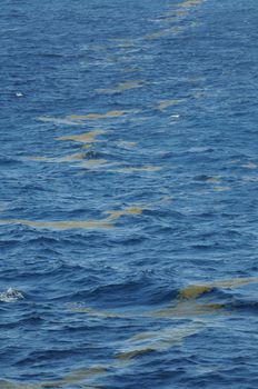 Weed line for fishing in ocean