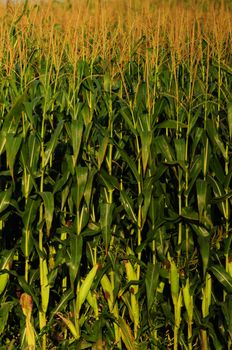 corn stalks in the summertime ready for harvest