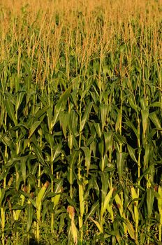 Corn stalks on a farm in rural countryside