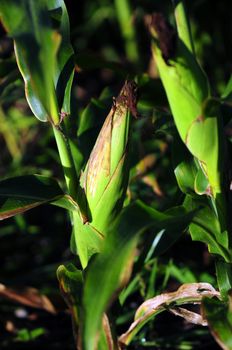 Ear of corn on a cornstalk 