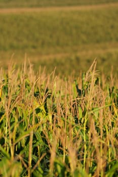 Row of cornstalks on a rural farm