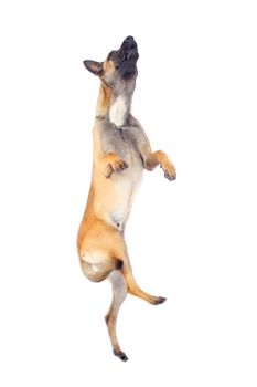 belgian shepherd dog jumping against white background