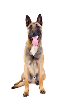 belgian shepherd dog isolated on white background