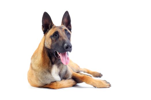 belgian shepherd dog isolated on white background