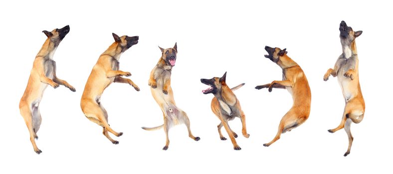 belgian shepherd dog running and jumping against white background