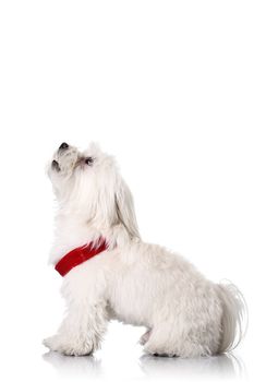 Bichon puppy with red collar isolated on white