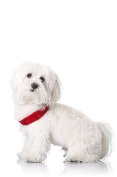 Bichon puppy with red collar isolated on white