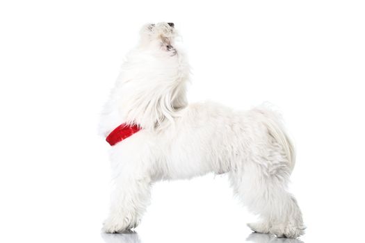 Bichon puppy with red collar isolated on white