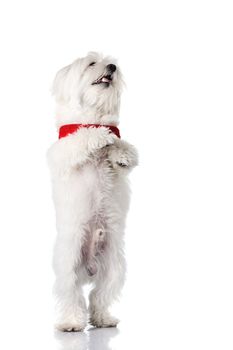 Bichon puppy with red collar isolated on white