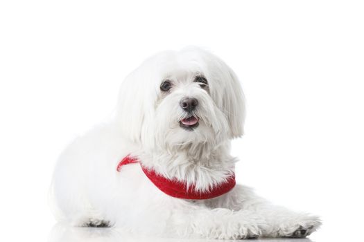 Bichon puppy with red collar isolated on white