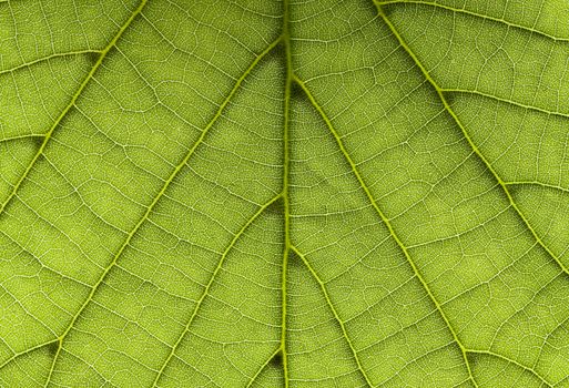 Closeup on fresh, green leaf in horizontal frame