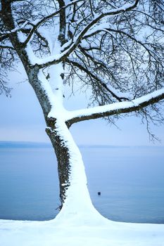 An image of a nice winter tree