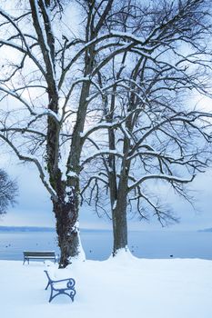 An image of a nice winter tree