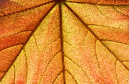 close up on orange, spring fresh maple leaf