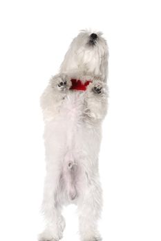 Bichon puppy with red collar isolated on white