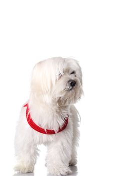 Bichon puppy with red collar isolated on white