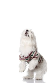 Bichon puppy with clothes isolated on white